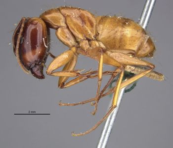 Media type: image;   Entomology 21452 Aspect: habitus lateral view